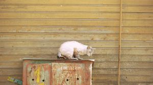 А котики нежатся на солнце на ящиках для сжиженного газа